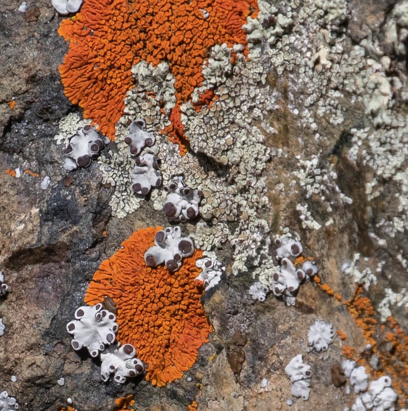 Rimmed Navel Lichen photo 4