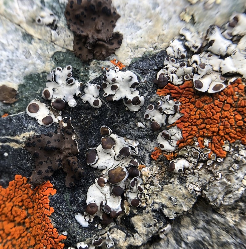 Rimmed Navel Lichen photo 5