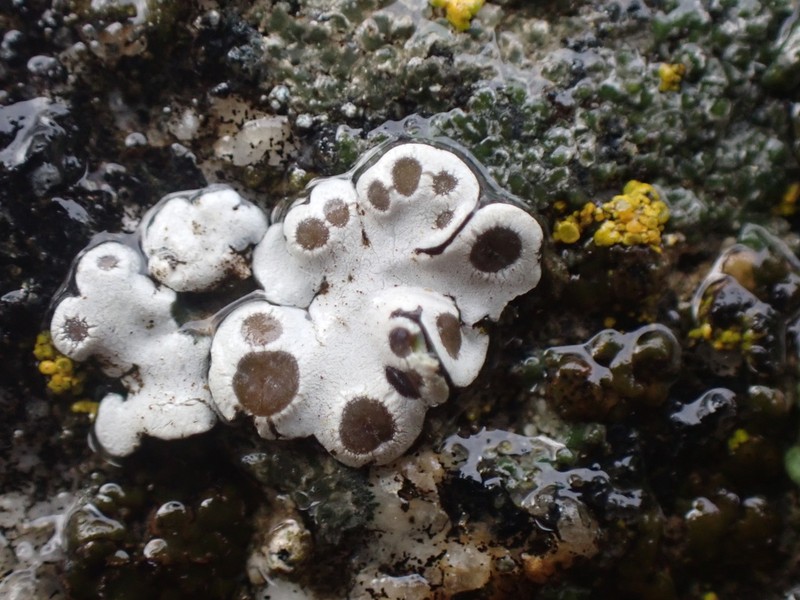 Rimmed Navel Lichen photo 6