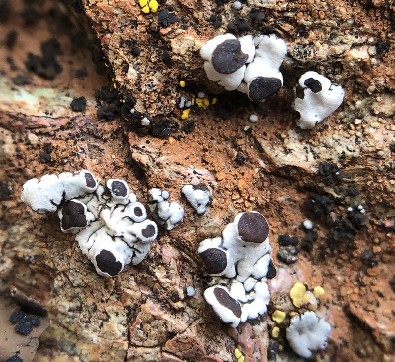 Rimmed Navel Lichen photo 7