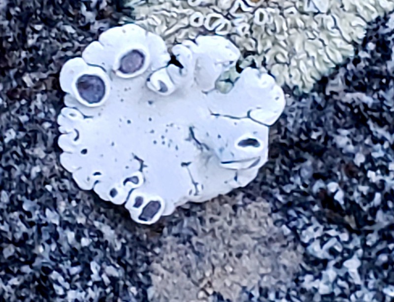 Rimmed Navel Lichen photo 8