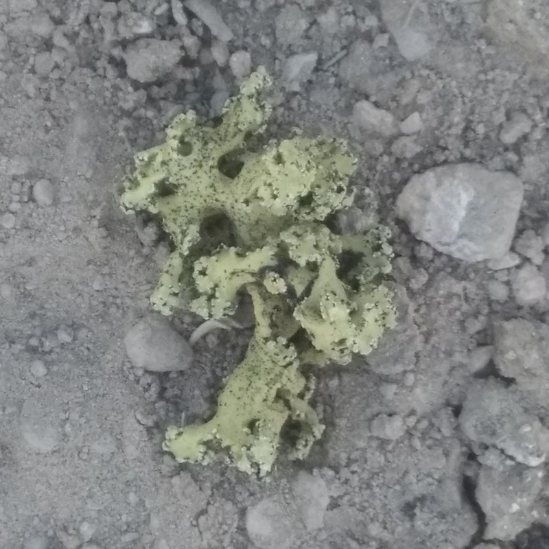 Hayden's Rimmed Navel Lichen