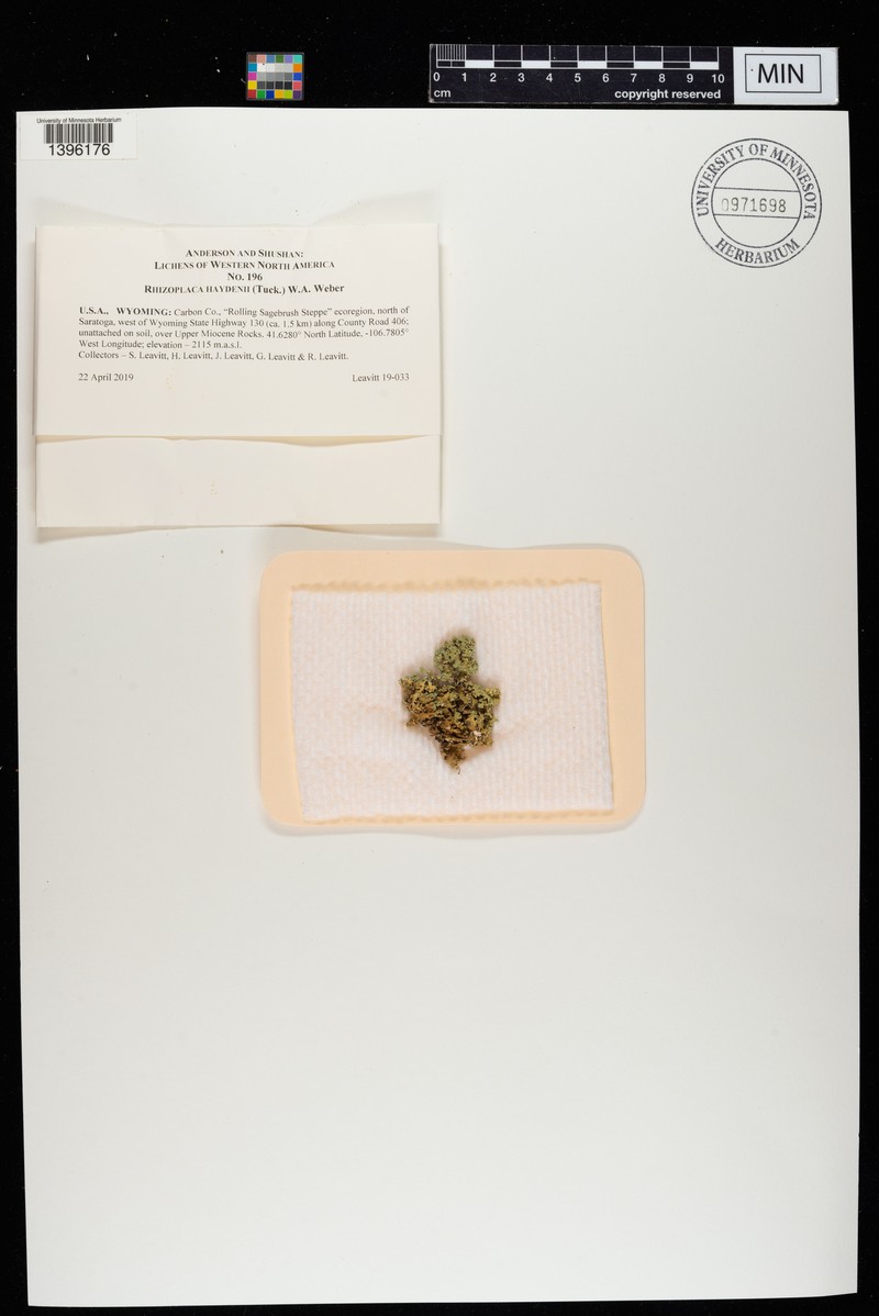 Hayden's Rimmed Navel Lichen photo 4