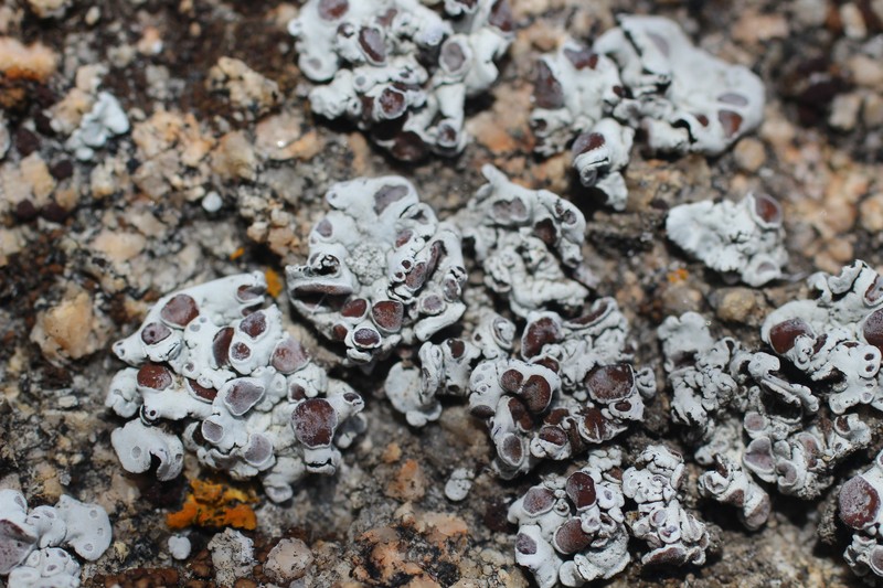Rimmed Navel Lichen photo 2