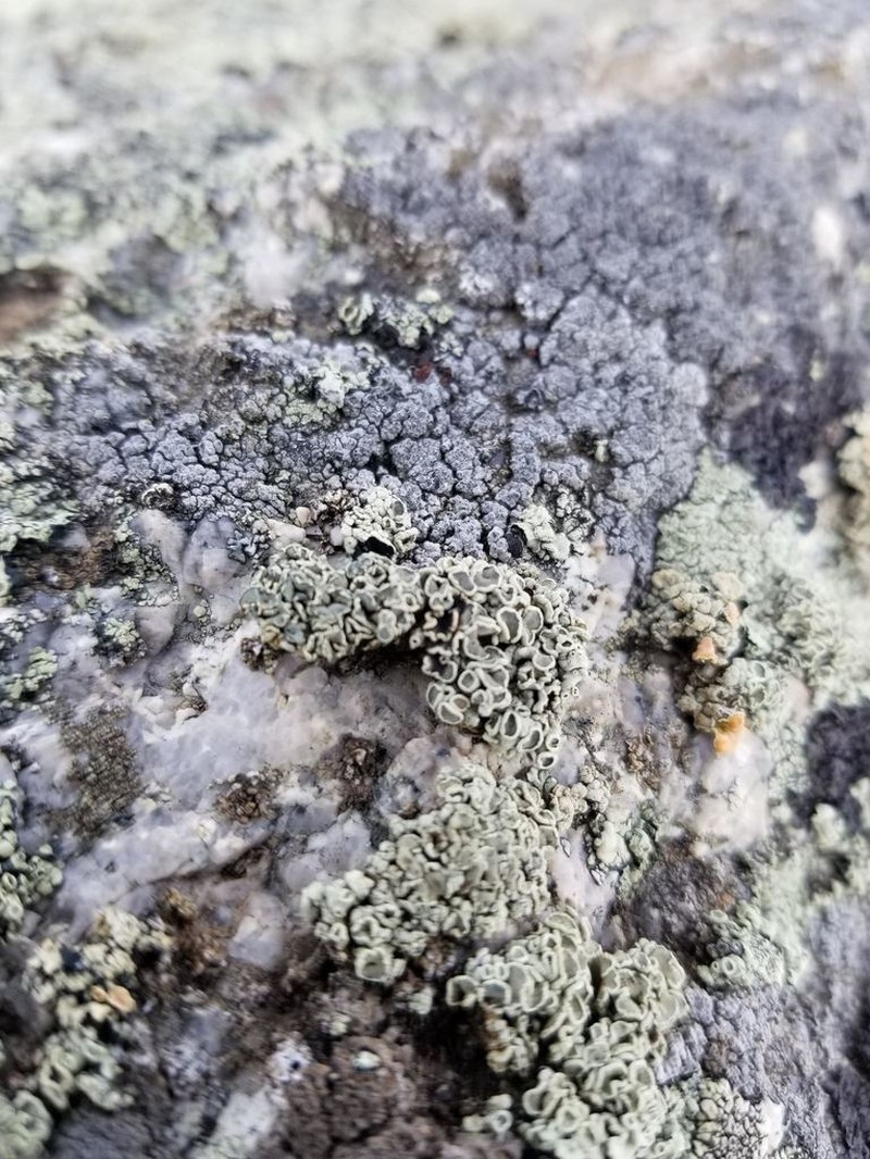 Rimmed Navel Lichen