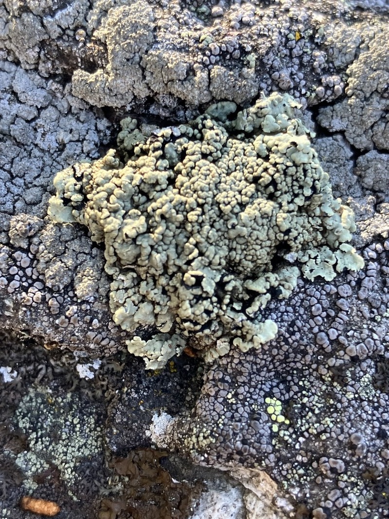 Rimmed Navel Lichen photo 2