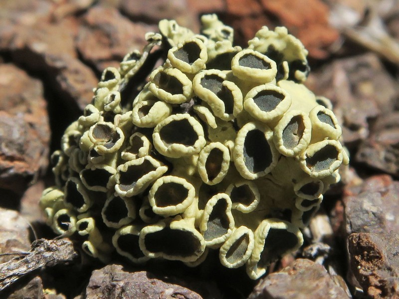 Rimmed Navel Lichen photo 3