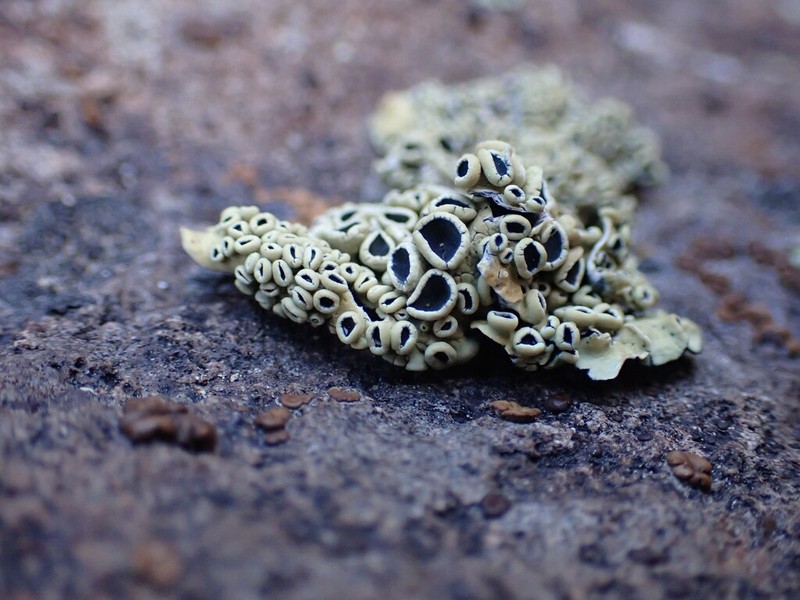 Rimmed Navel Lichen photo 4