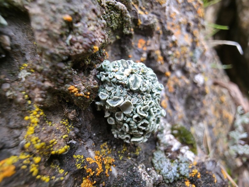 Rimmed Navel Lichen photo 5