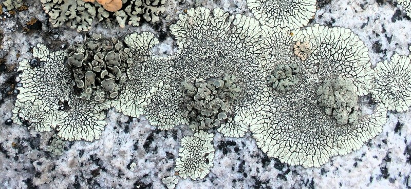 Rimmed Navel Lichen photo 6