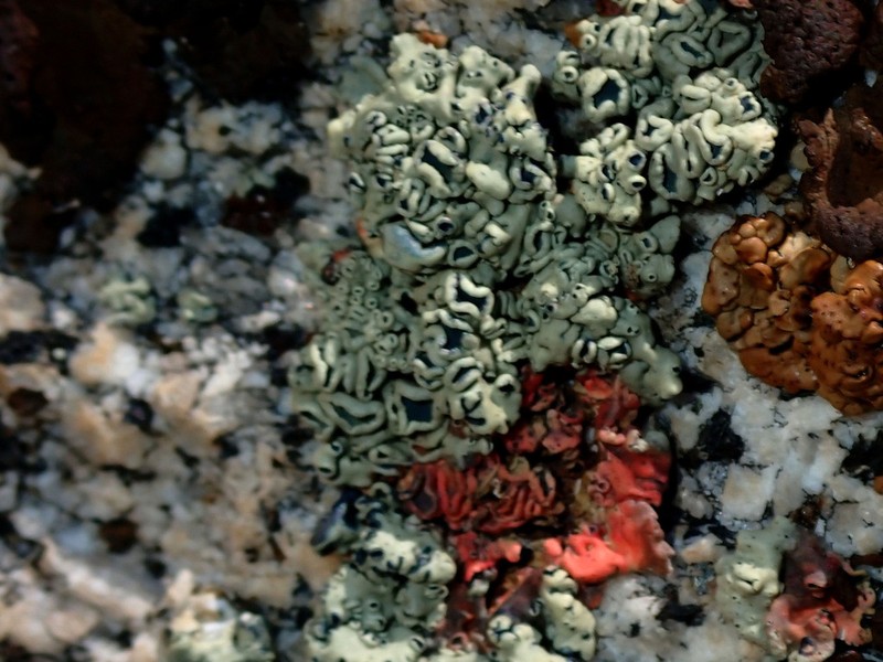 Rimmed Navel Lichen photo 7