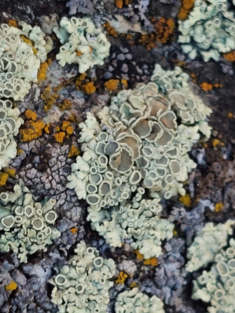Rimmed Navel Lichen photo 8
