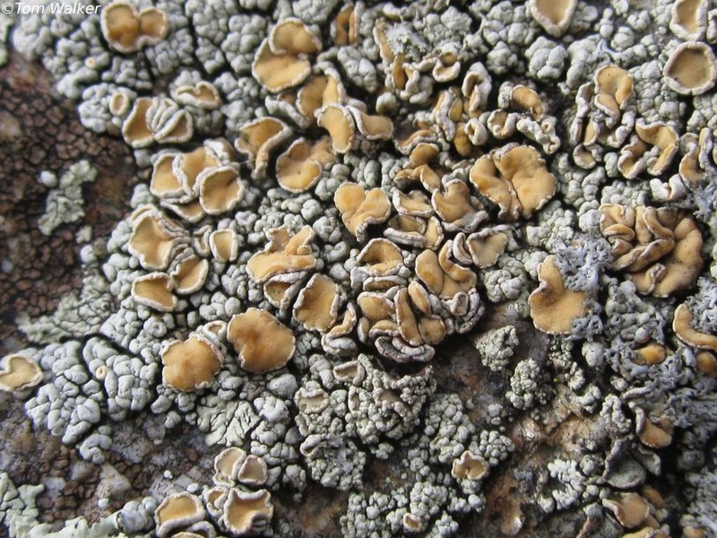 Rhizoplaca subdiscrepans