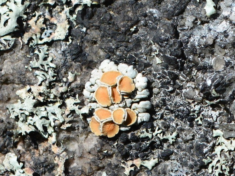 Rhizoplaca subdiscrepans photo 2