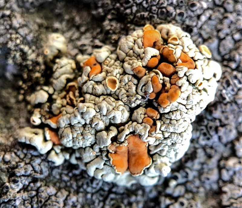 Rhizoplaca subdiscrepans photo 3