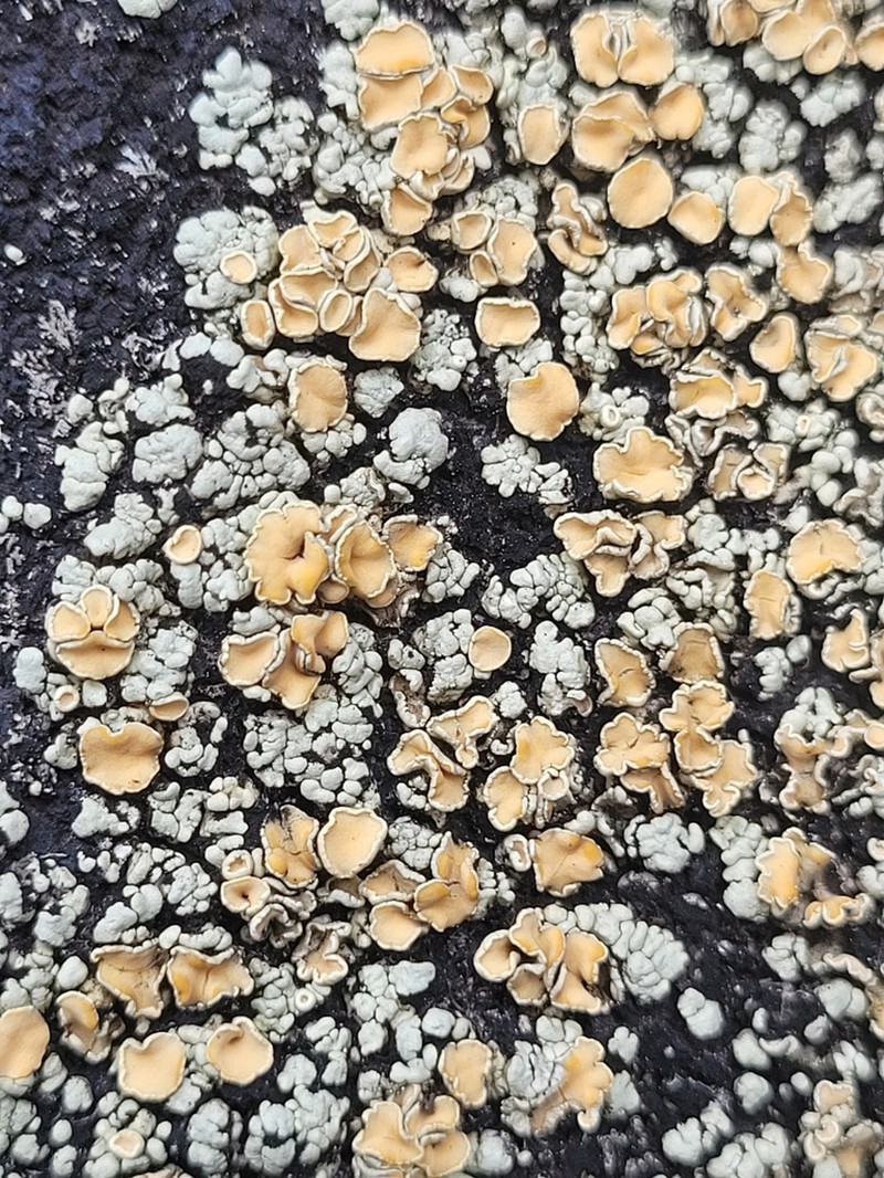 Rhizoplaca subdiscrepans photo 4