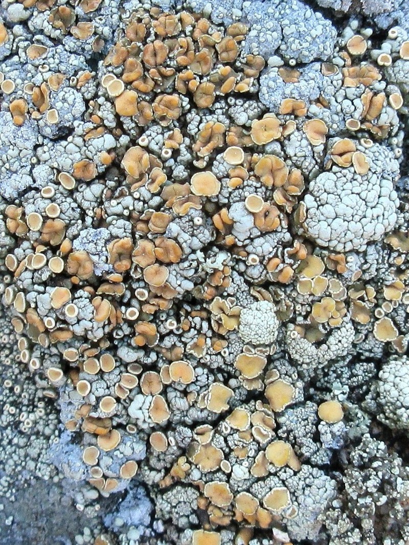 Rhizoplaca subdiscrepans photo 5