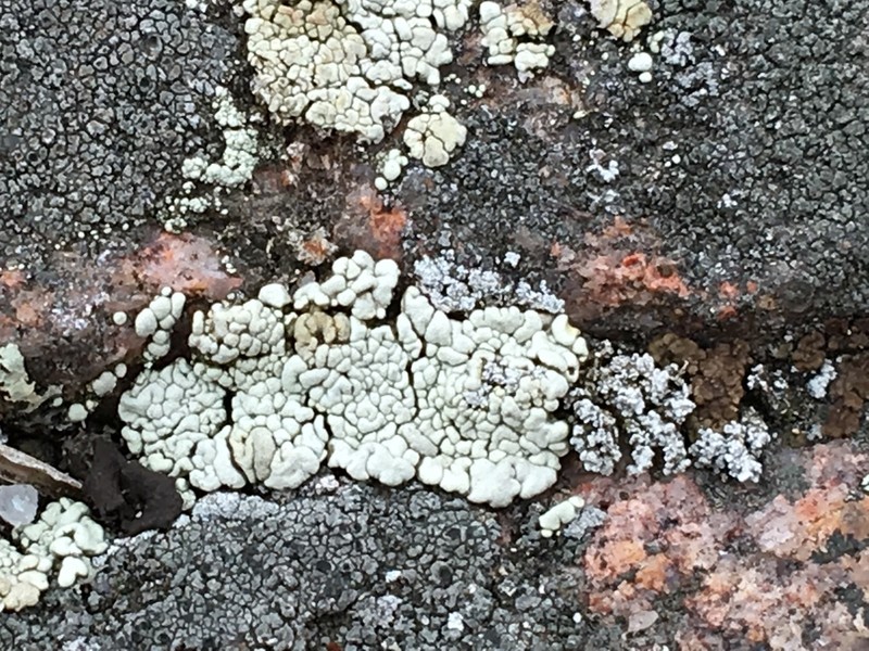 Rhizoplaca subdiscrepans photo 6