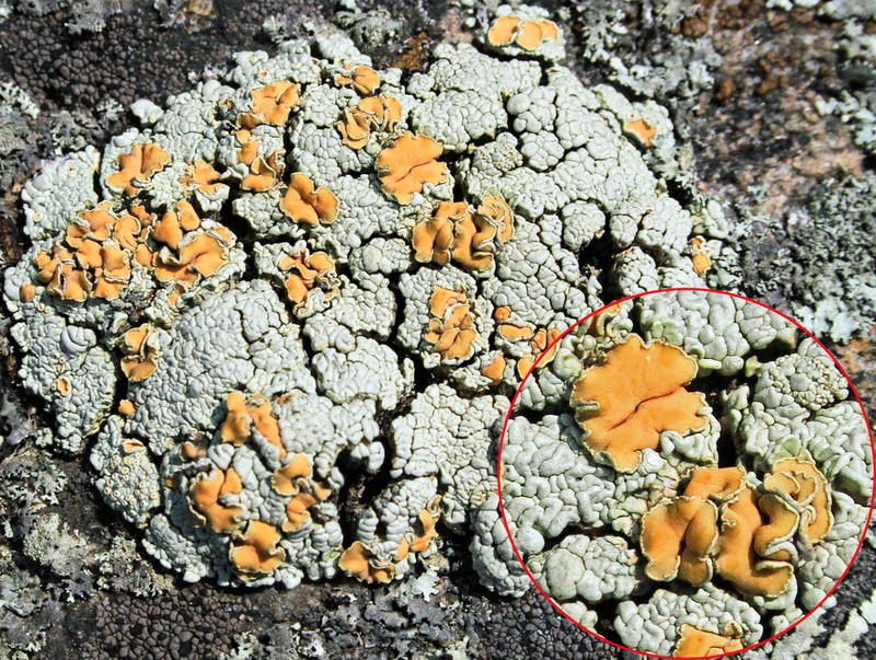 Rhizoplaca subdiscrepans photo 7