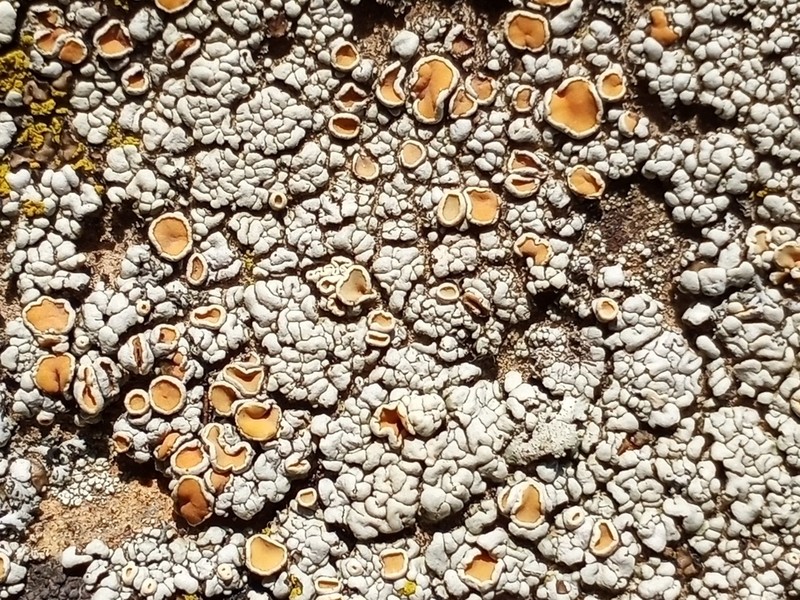 Rhizoplaca subdiscrepans photo 8