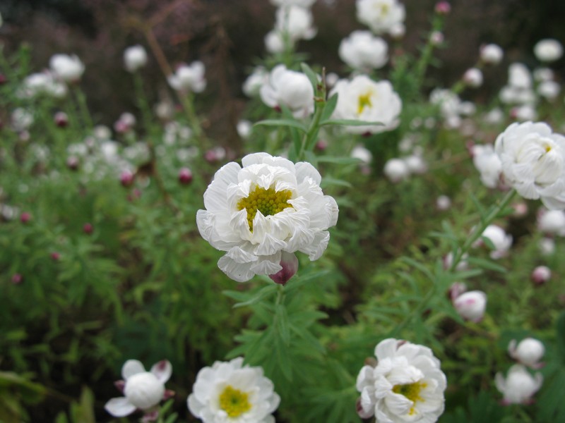 Rhodanthe anthemoides