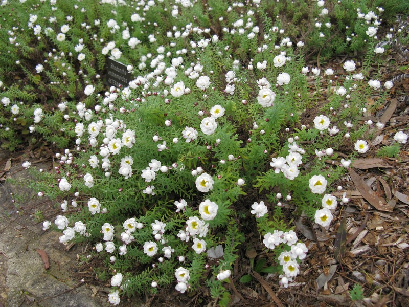 Rhodanthe anthemoides photo 2