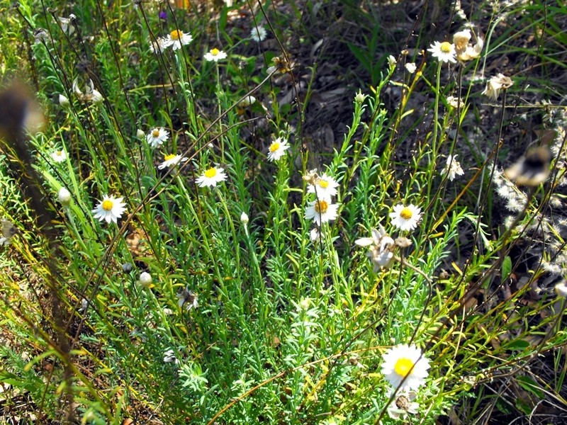 Rhodanthe anthemoides photo 3