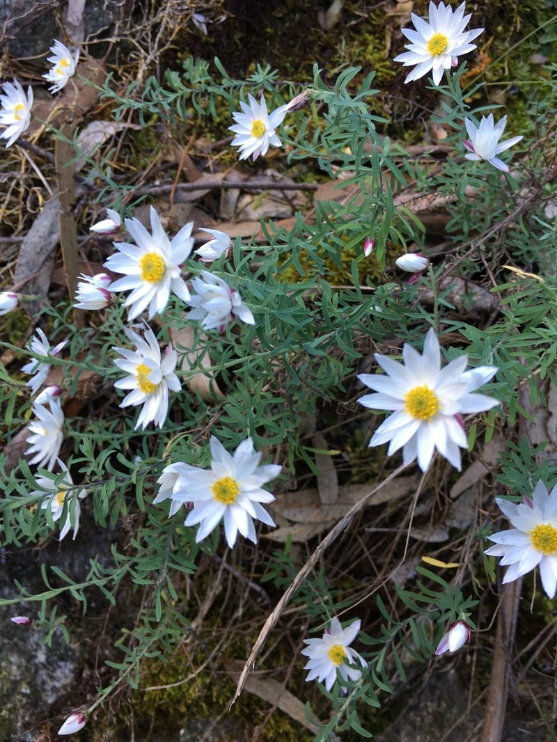 Rhodanthe anthemoides photo 4