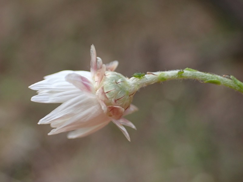 Rhodanthe anthemoides photo 5