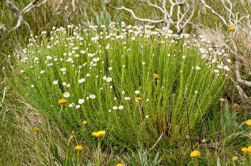 Rhodanthe anthemoides photo 7