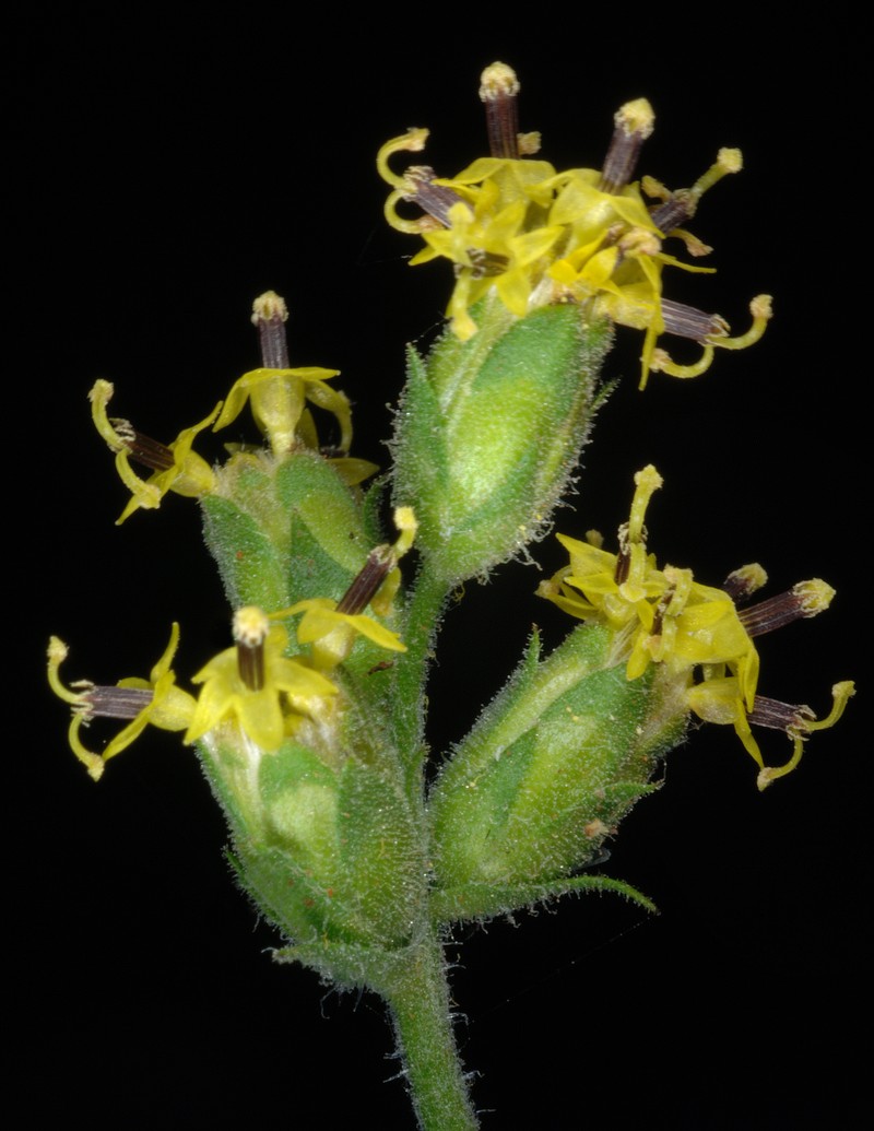 Rhodanthe battii