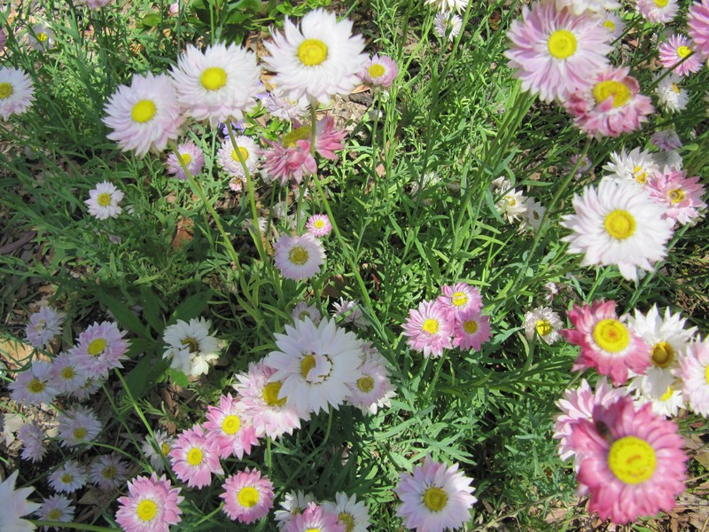 Rosy Sunray photo 5