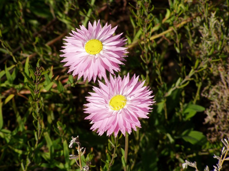 Rosy Sunray