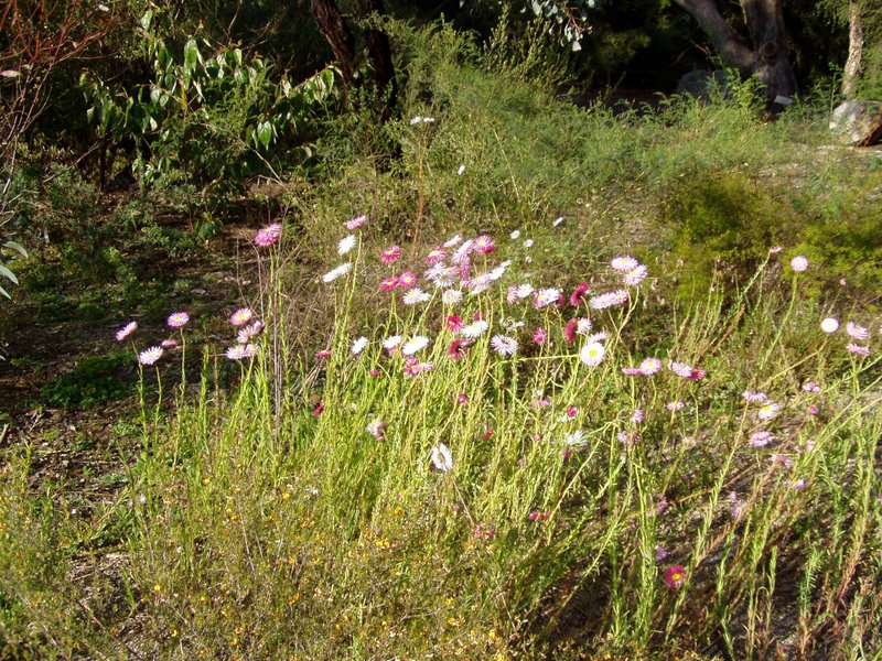 Rosy Sunray photo 6