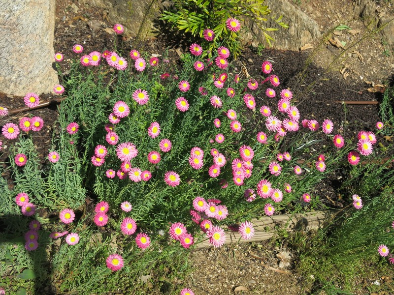 Rosy Sunray photo 2