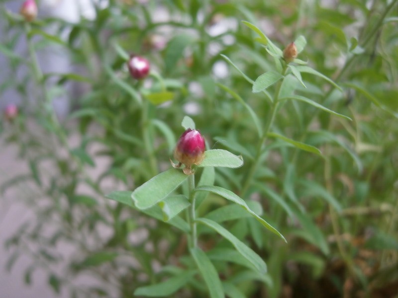 Rosy Sunray photo 3