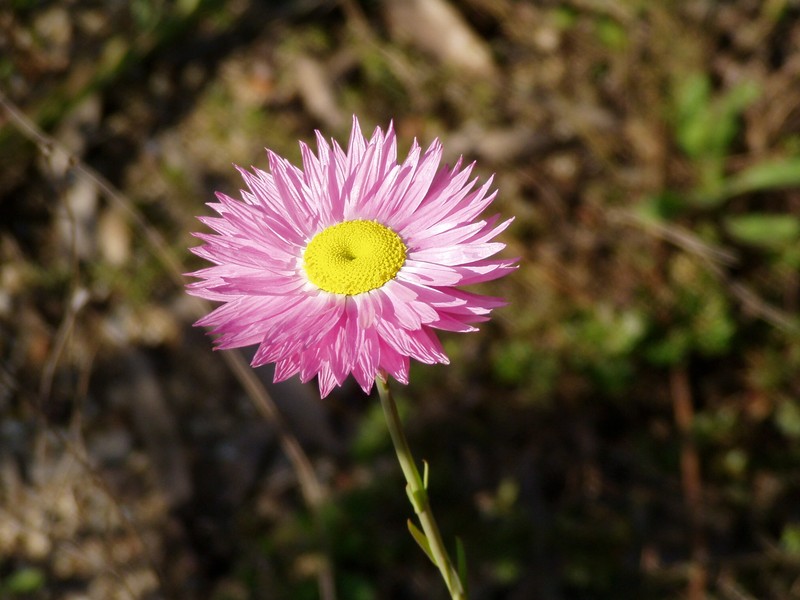 Rosy Sunray photo 4