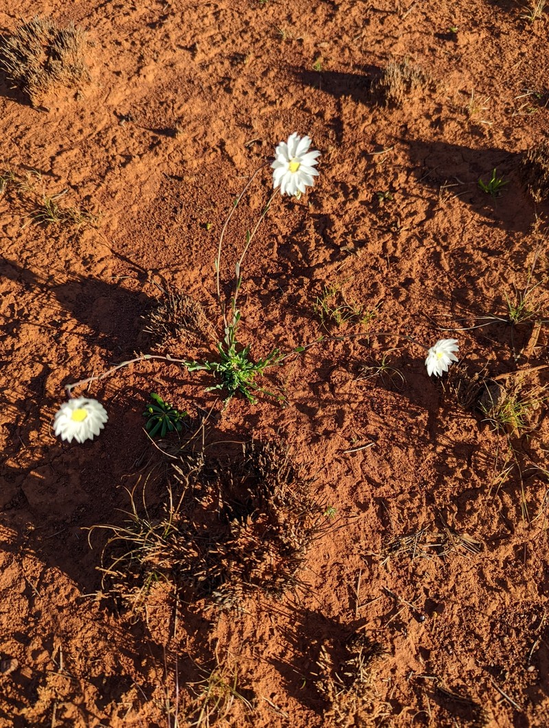 Rhodanthe chlorocephala subsp. chlorocephala