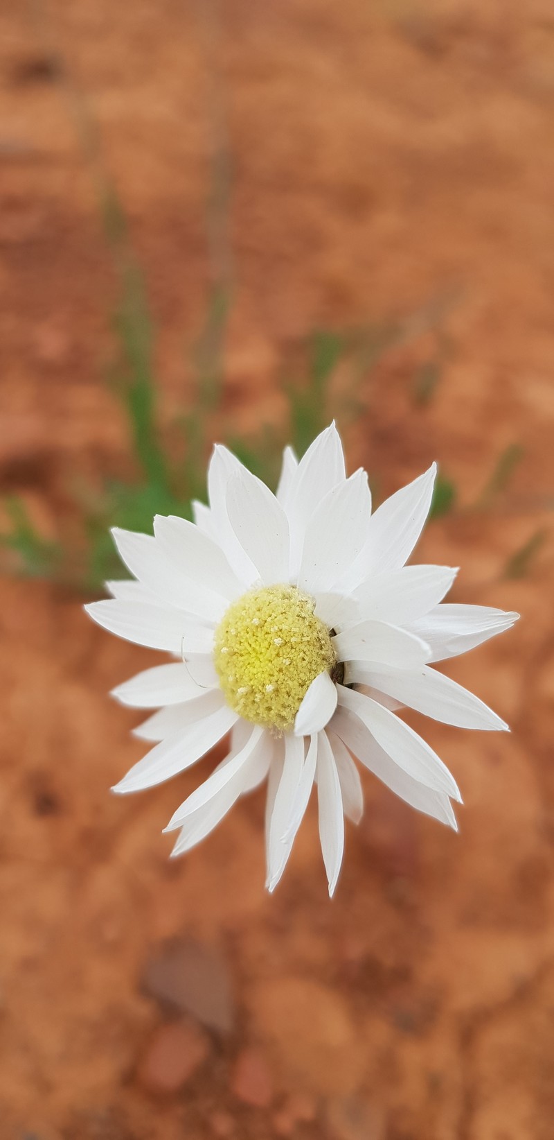 Rhodanthe chlorocephala subsp. chlorocephala photo 2