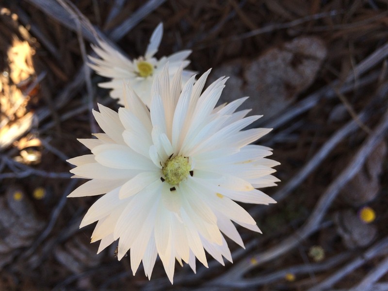Rhodanthe chlorocephala subsp. chlorocephala photo 3
