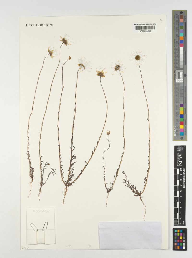 Rhodanthe chlorocephala subsp. chlorocephala photo 4