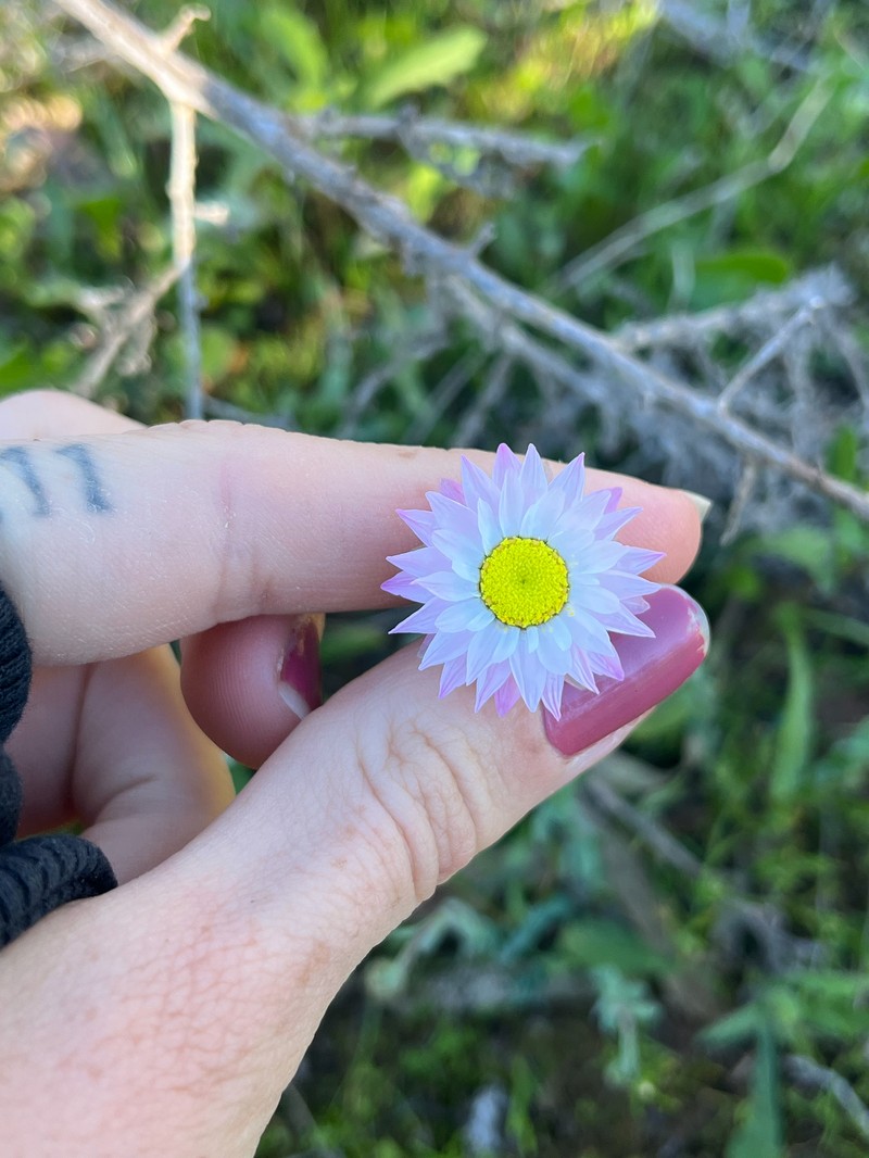Rhodanthe chlorocephala subsp. rosea photo 2