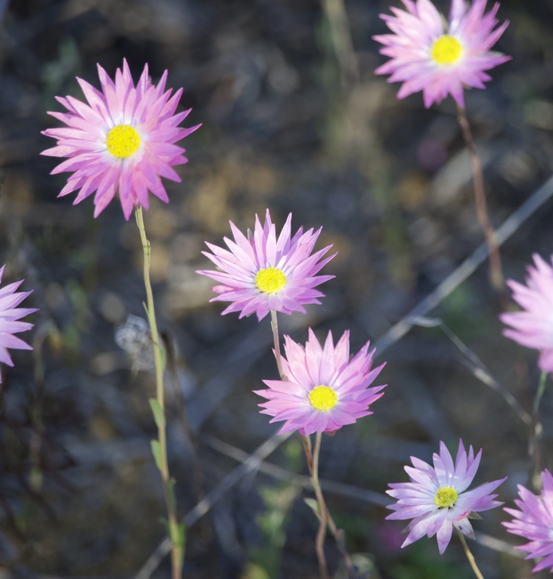 Rhodanthe chlorocephala subsp. rosea photo 3
