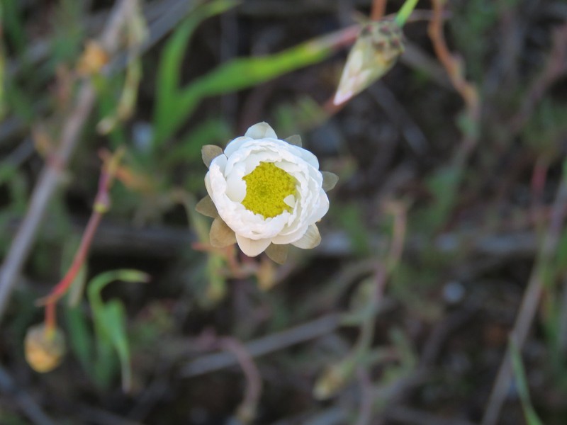 Rhodanthe chlorocephala subsp. rosea photo 4