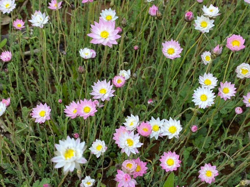 Rhodanthe chlorocephala subsp. rosea photo 5