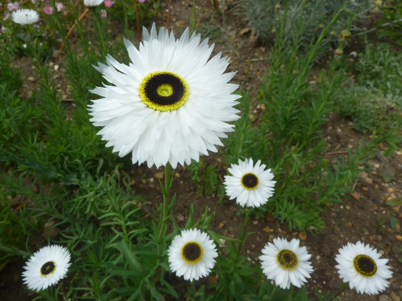 Rhodanthe chlorocephala subsp. rosea
