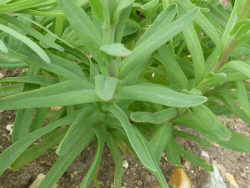 Rhodanthe chlorocephala subsp. rosea photo 6
