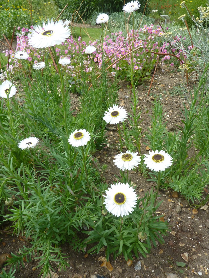 Rhodanthe chlorocephala subsp. rosea photo 7