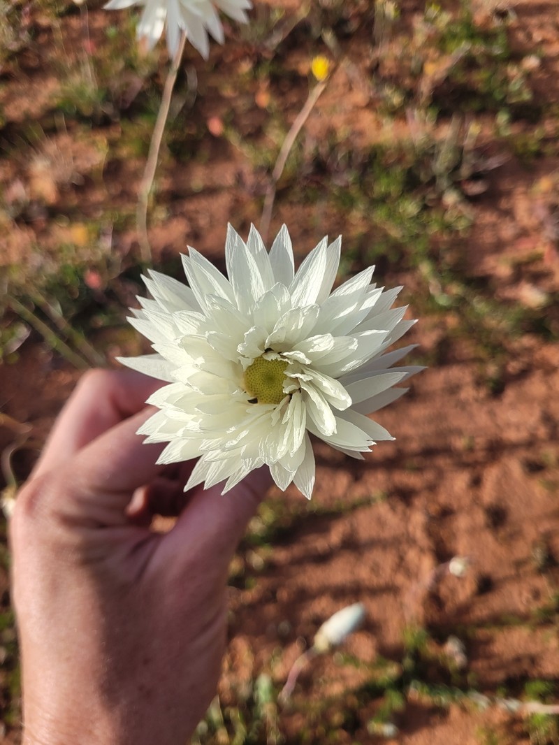 Rhodanthe chlorocephala subsp. splendida