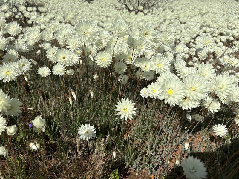 Rhodanthe chlorocephala subsp. splendida photo 2